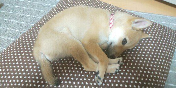 柴犬の子犬 ミジンコ寝