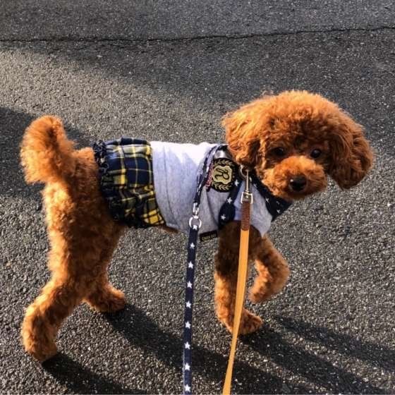 お散歩するトイ・プードル