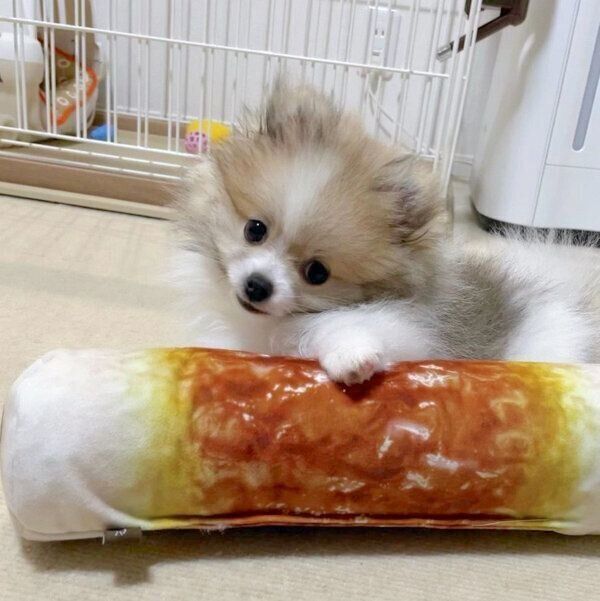 ちくわくんと、ちくわのぬいぐるみ