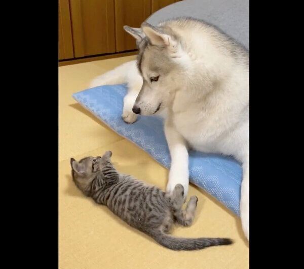 子猫ちゃんを見守るユキちゃん