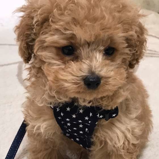 お散歩中にウンチを拾うのは当たり前