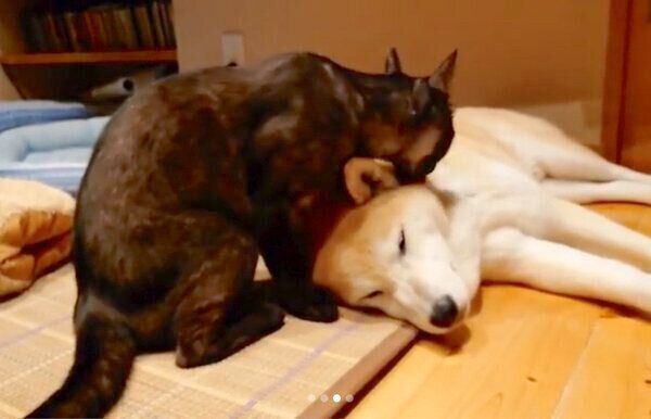 蘭丸くんの毛づくろいをするすずちゃん