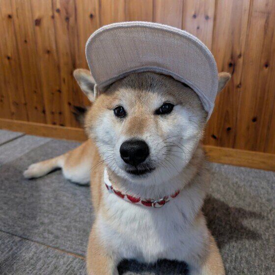 愛犬に帽子やサンバイザーを着用させる場合の注意点とは？ いぬのきもち