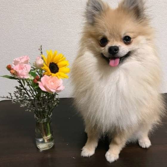 お花と一緒に もこたくん