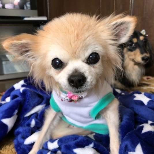 チワワのさくらちゃん