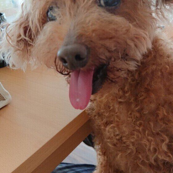 笑顔のトイ・プードル