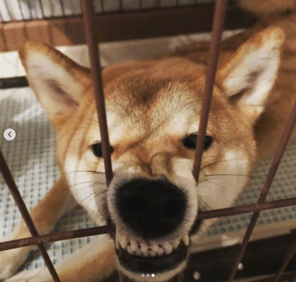 やさぐれる柴犬