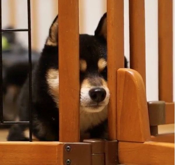 散歩に行きたい犬