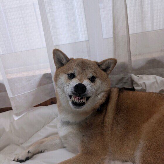 柴の楽太郎くん