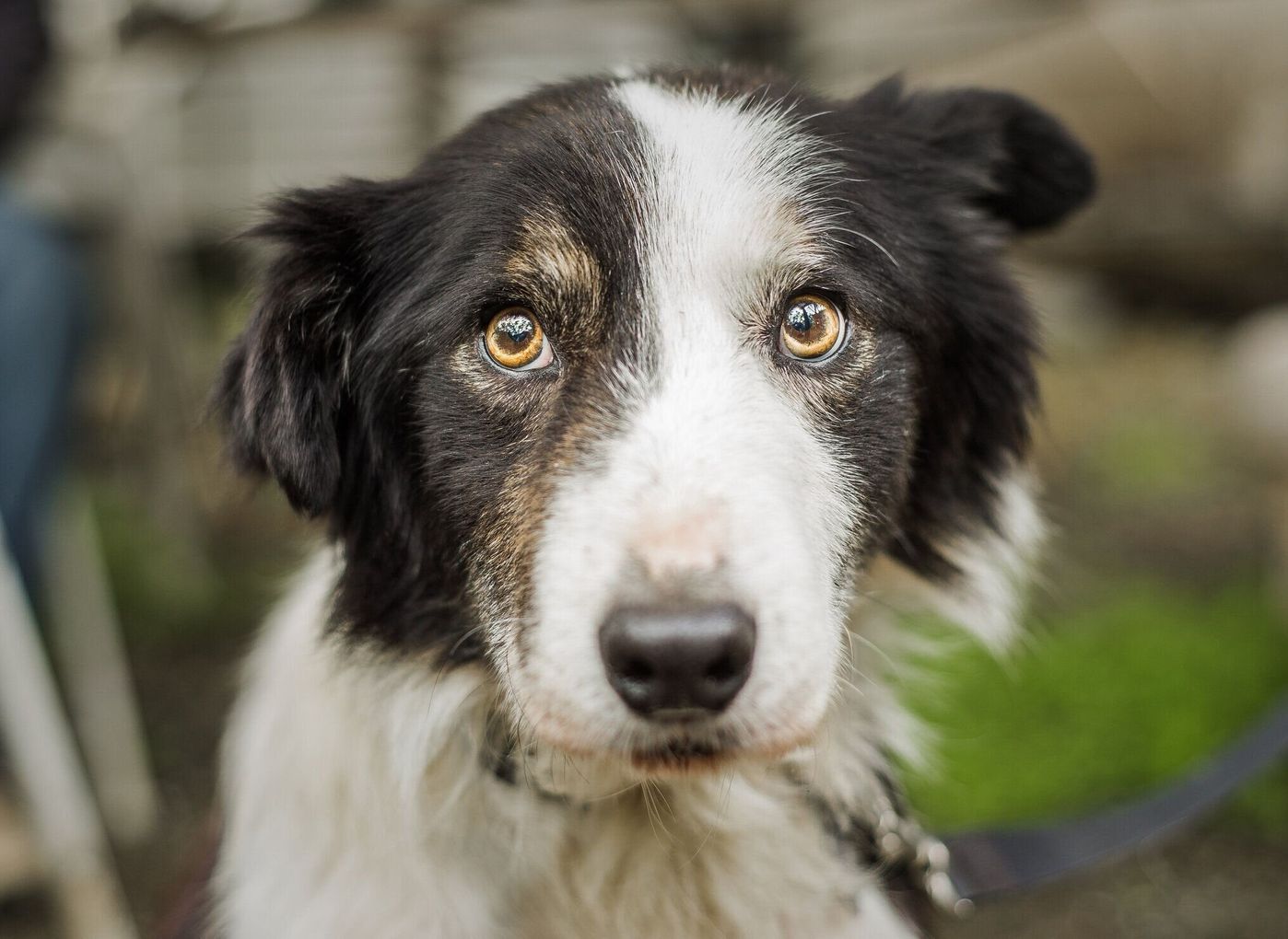 犬の 分離不安 寂しがり屋との違いは 原因や対処法も いぬのきもちweb Magazine 犬の 分離不安 寂しがり屋との違いは 原因や対処法も いぬのきもちweb Magazine