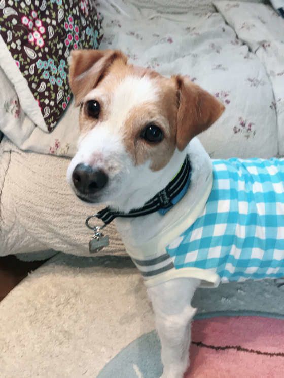 ジャック・ラッセル・テリアのレオンくん