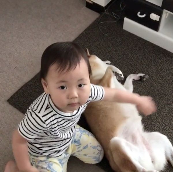 おなかをポンポンされる柴犬