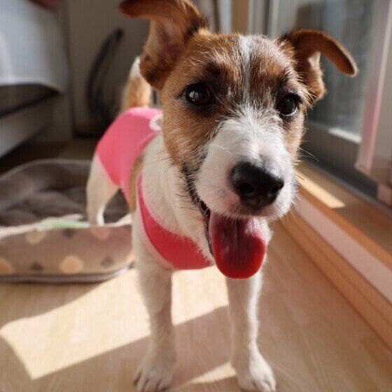 ジャック・ラッセル・テリア