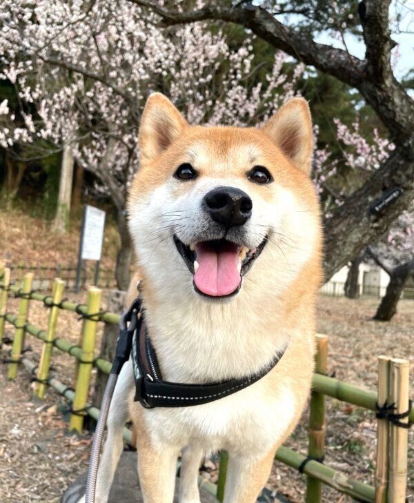 お散歩を楽しむ栗太郎くん