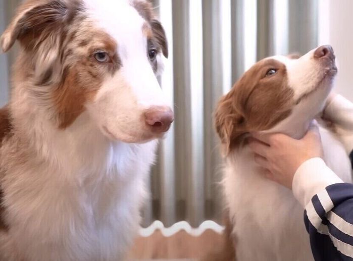 耳掃除をしてもらうオーストラリアン・シェパードとボーダー・コリー