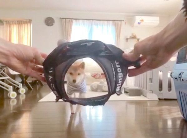 「すぽっ」の掛け声に反応する柴犬