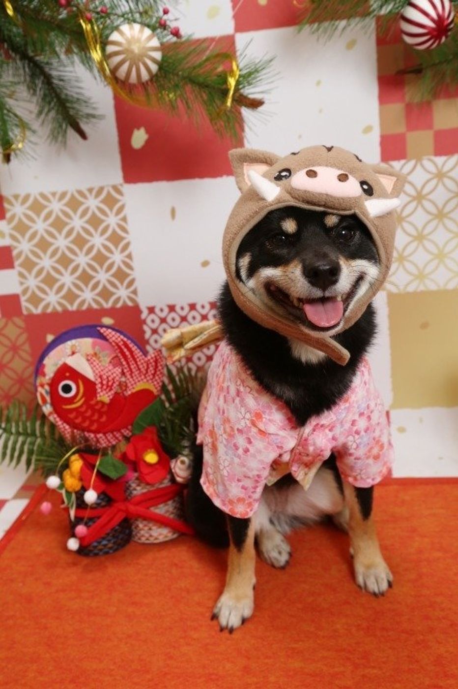 お正月のお酒の席なら愛犬も一緒に このおつまみ犬に与えてok Ng いぬのきもちweb Magazine お正月のお酒の席なら愛犬も一緒に このおつまみ犬に与えてok Ng いぬのきもちweb Magazine