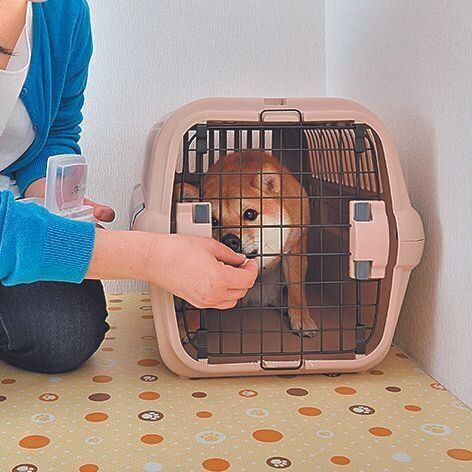 扉越しにおやつを与える