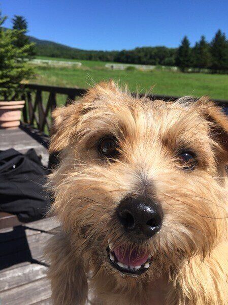 4つの「テリア」の犬種の違い、知ってた? 魅力的な毛並みや特徴をご紹介|いぬのきもちWEB MAGAZINE