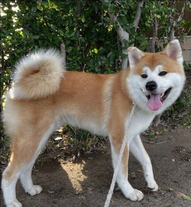 お散歩中の秋田犬