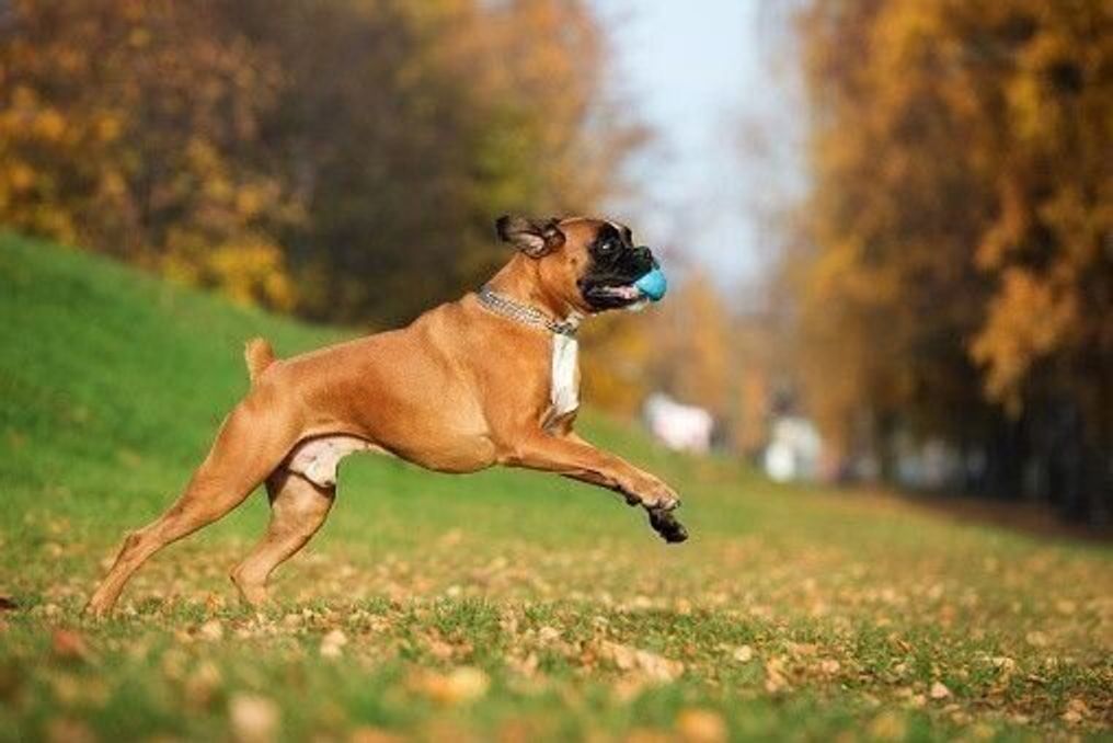 ボクサーの特徴 性格 最新価格と飼い方 いぬのきもち 犬図鑑 いぬのきもちweb Magazine ボクサーの特徴 性格 最新価格と飼い方 いぬのきもち 犬図鑑 いぬのきもちweb Magazine
