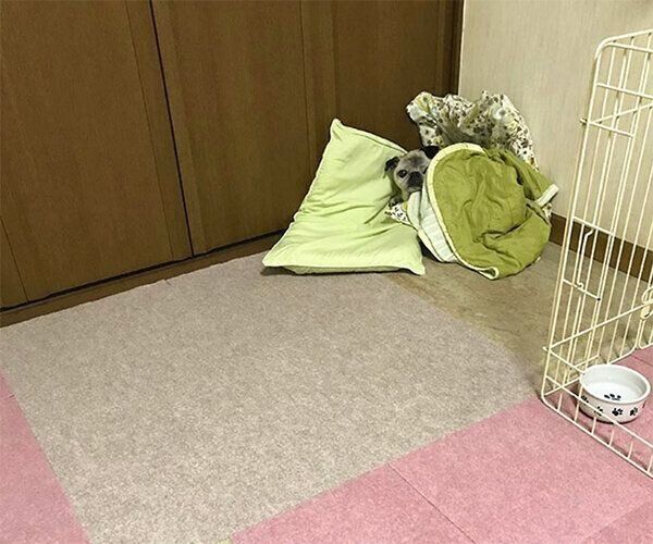 爪切りにショックを受けるめーちゃん