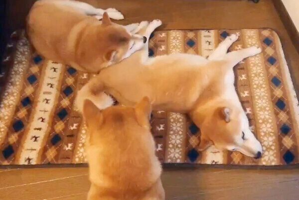 ストーブ前を独占するれんくん・くるみちゃんと、その様子を見ているすずちゃん