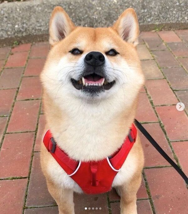 笑顔の定春くん