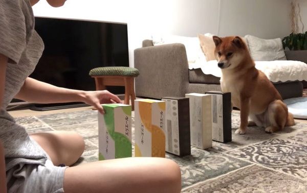 芸を習得した柴犬