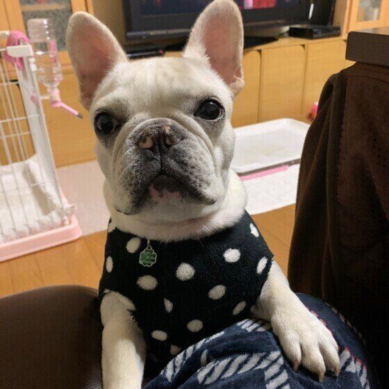 見つめるフレンチ・ブルドッグ