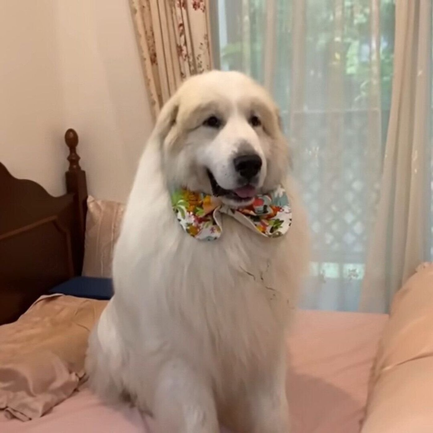 縄張り拡大中の大型犬 次の狙いは お母さんの部屋 いぬのきもちweb Magazine 縄張り拡大中の大型犬 次の狙いは お母さんの部屋 いぬのきもちweb Magazine