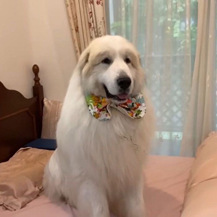 お母さんのベッドの上にいるアラン君