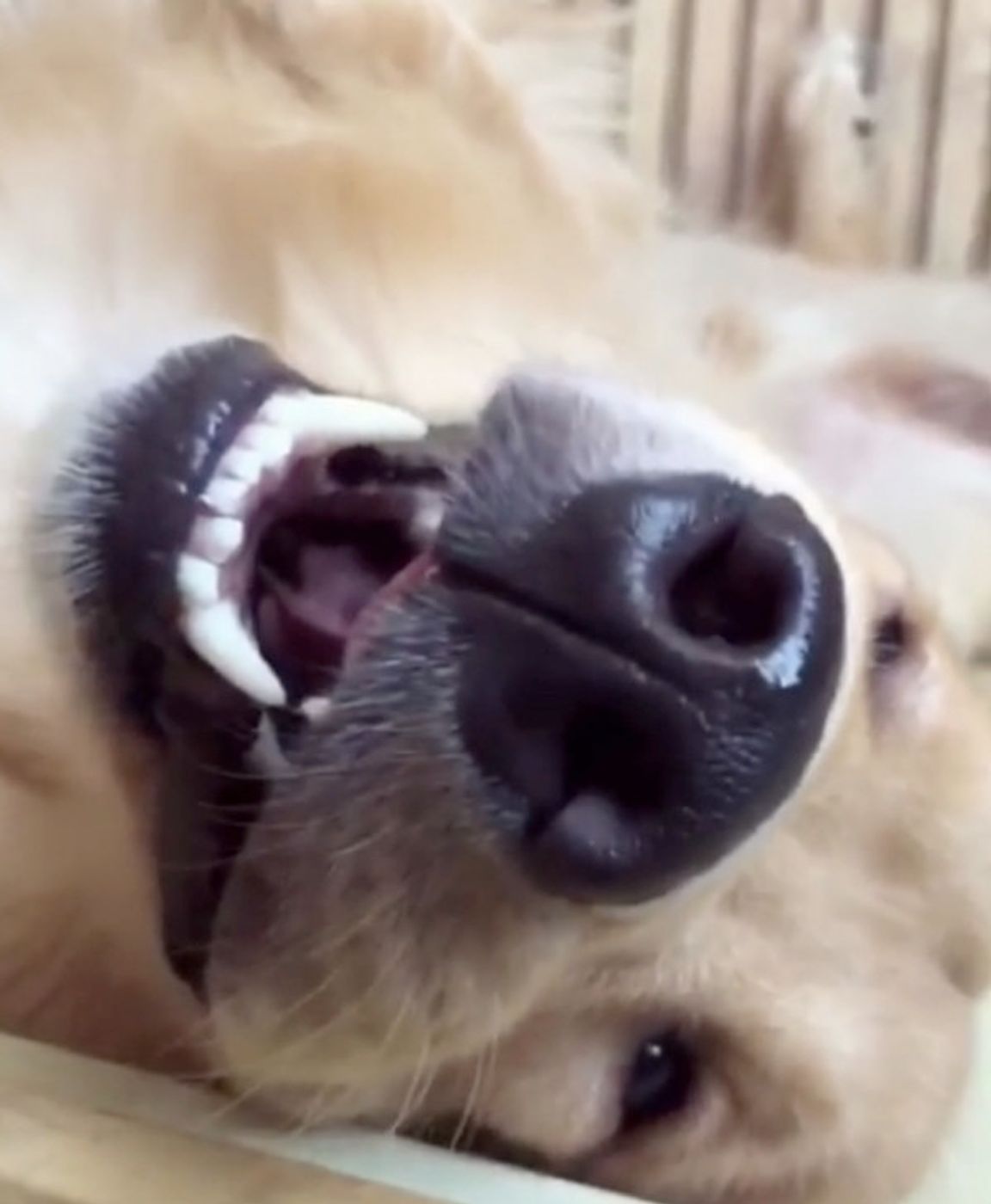 どうしてこうなったの 思わぬ体勢でフリーズしちゃうワンコ いぬのきもちweb Magazine どうしてこうなったの 思わぬ体勢でフリーズしちゃうワンコ いぬのきもちweb Magazine