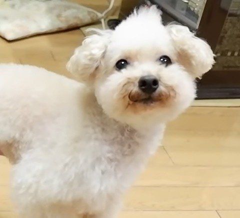 投げたおもちゃを 一応持ってきてくれた トイプードルの謎な行動 いぬのきもちweb Magazine