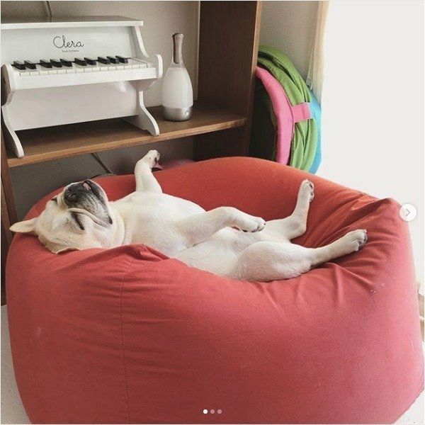 ダメになるワンコ