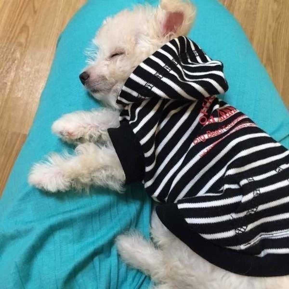 獣医師監修 犬が吐くのはストレス 症状や嘔吐物の色から原因を解明 いぬのきもちweb Magazine 獣医師監修 犬が吐くのはストレス 症状や嘔吐物の色から原因を解明 いぬのきもちweb Magazine