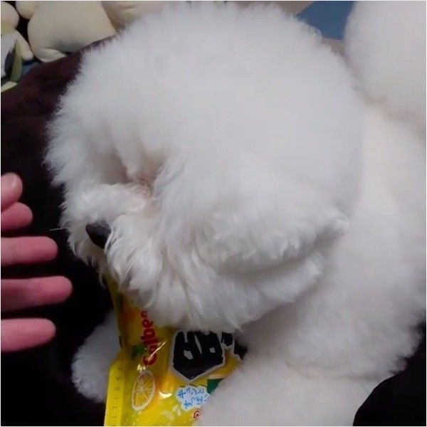 プンプンワンコ