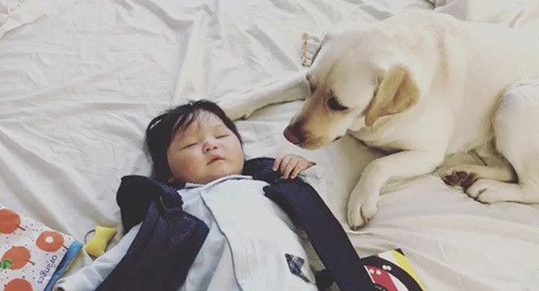 赤ちゃんとラブラドール・レトリーバー