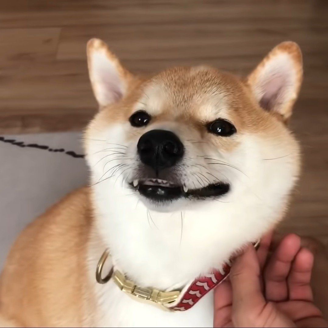 ブラッシング中のこてつくん