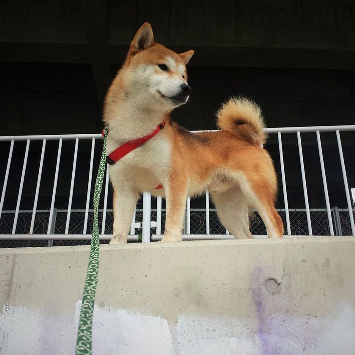 内弁慶な娘とその逆の柴犬タロさん 連載 モフモフ柴とプニプニ娘 第43話 いぬのきもちweb Magazine 内弁慶な娘とその逆の柴犬タロさん 連載 モフモフ柴とプニプニ娘 第43話 いぬのきもちweb Magazine