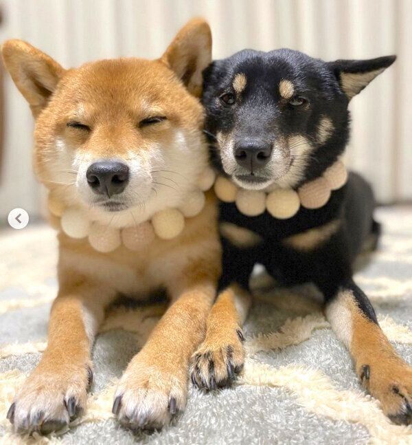 ピッタリくっつく豆助くん、陽太くん