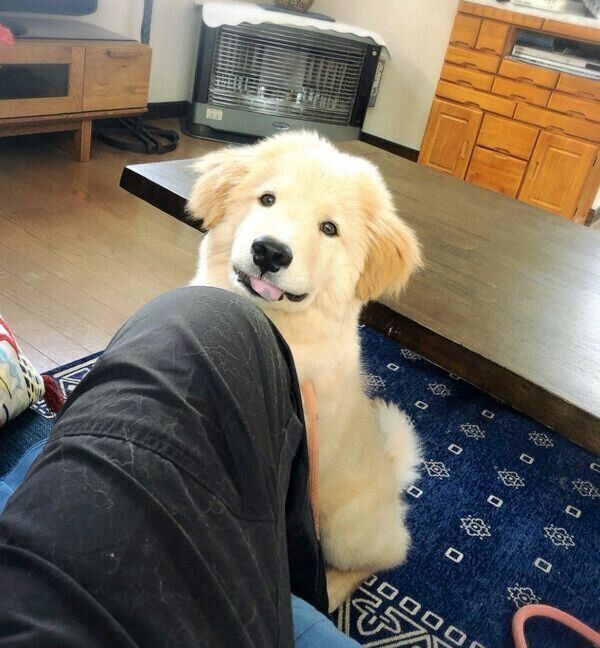 見つめるディッパーくん