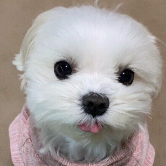 犬のキシリトール中毒に注意！人用のガムや歯磨き粉で犬が中毒を起こす？  いぬのきもち