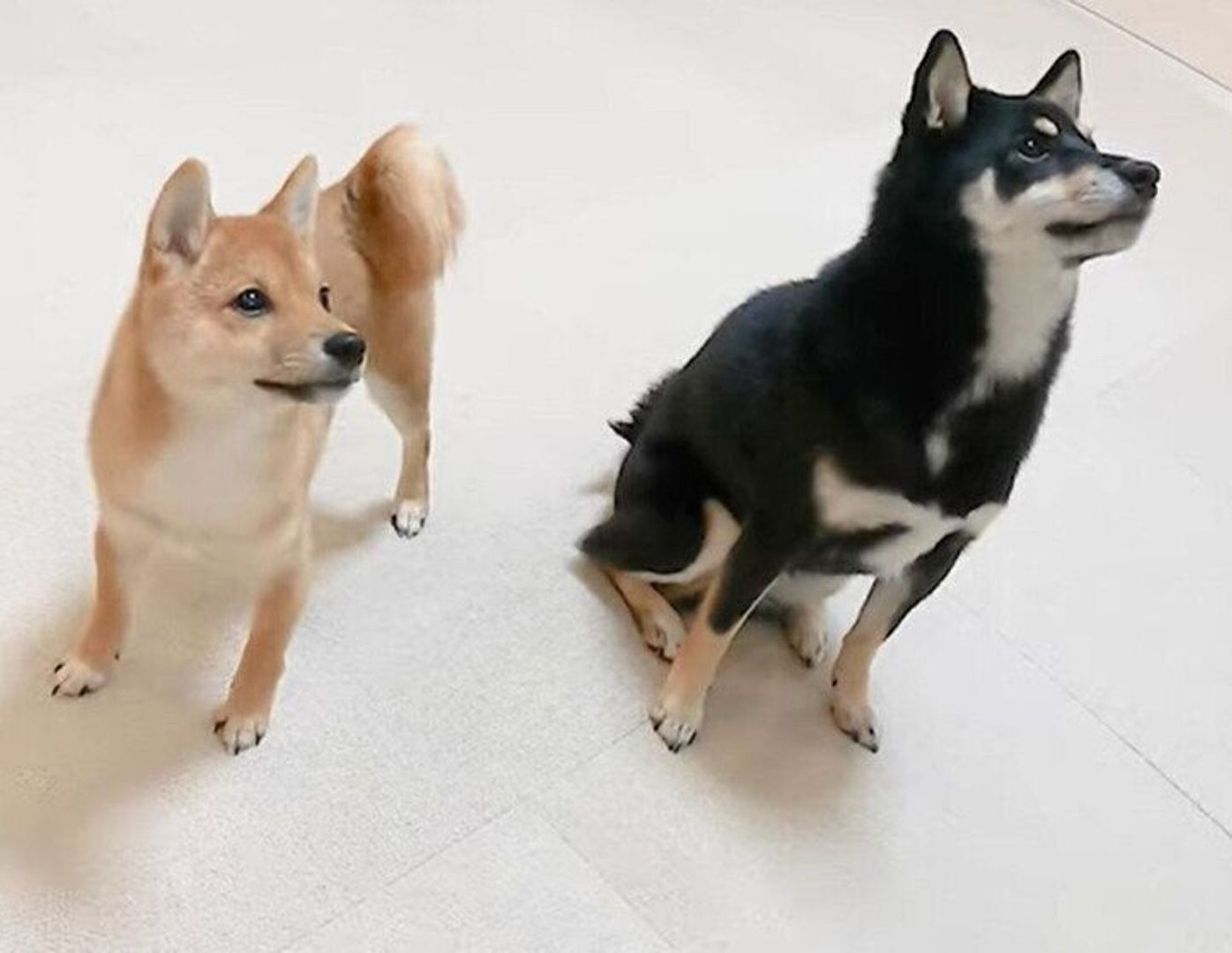 トレーニング中の生後4ヶ月の妹犬 頑張る姿を暖かく見守り続ける姉犬にもほっこり いぬのきもちweb Magazine トレーニング中の生後4ヶ月の妹犬 頑張る姿を暖かく見守り続ける姉犬にもほっこり いぬのきもちweb Magazine