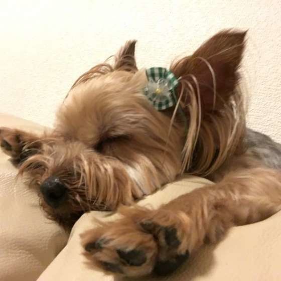 ぐっすり眠るヨークシャー・テリア