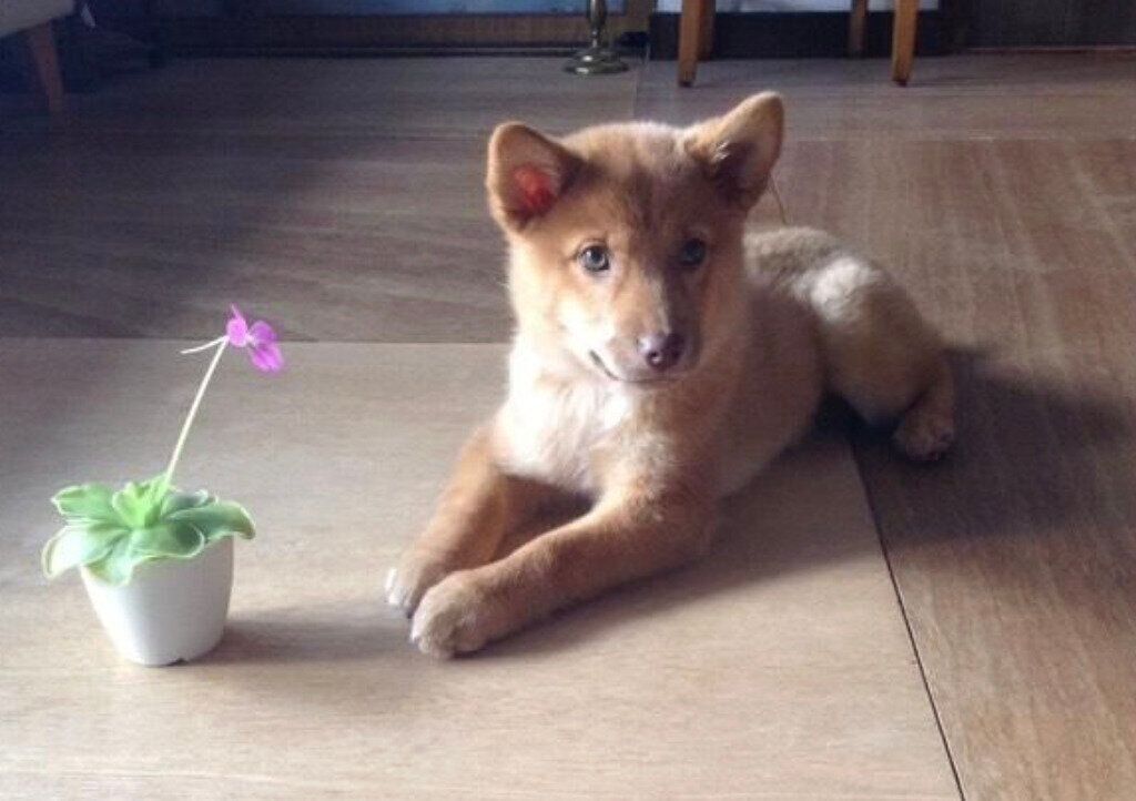 子犬のころのポロトちゃん。