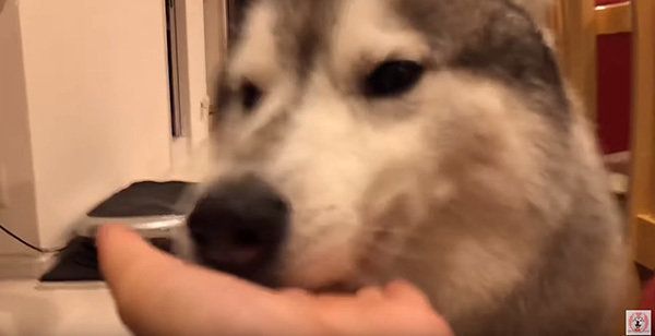 「お手」と言われて顔を差し出すシベリアン・ハスキー