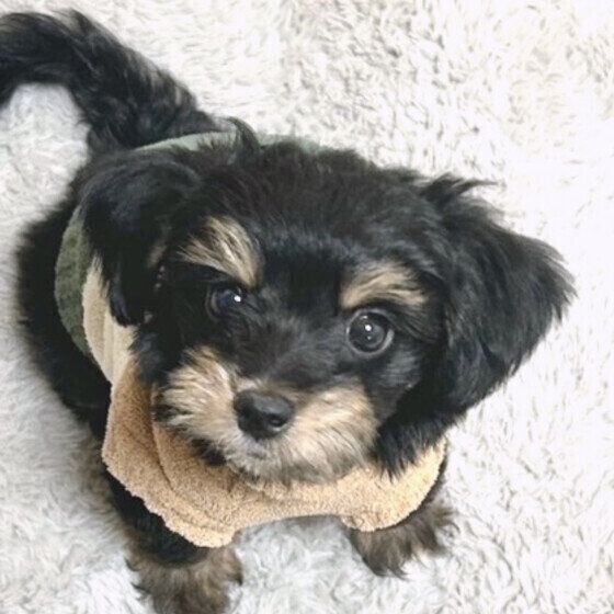 犬に与えてはいけない夏の食材とは？ 犬に危険な食べ物の拾い食いにも注意！ いぬのきもち