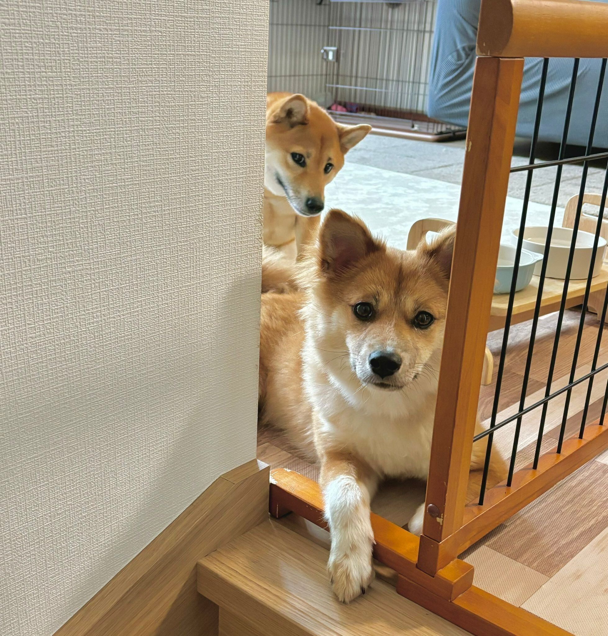 仲良くじーっと見てくるなのちゃん、まろちゃん