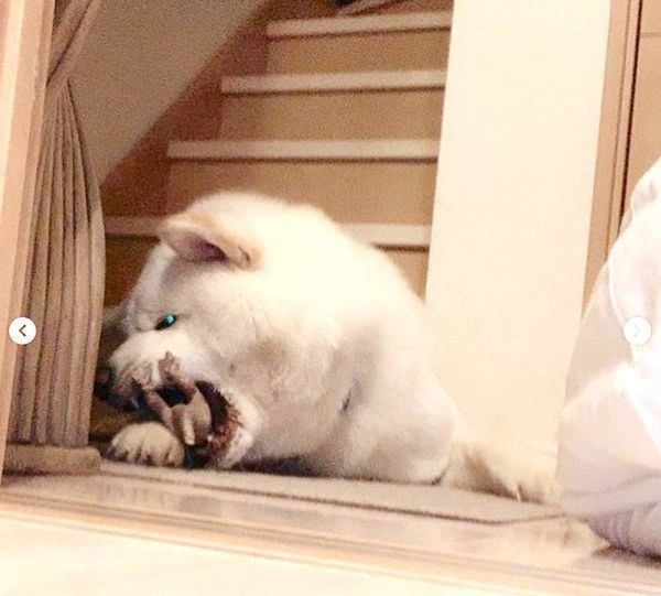 おもちゃを噛む任三郎くん